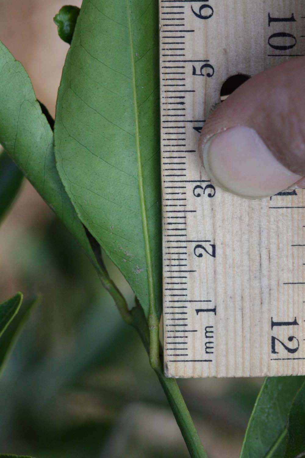              Petiole (Riverside, CA)       